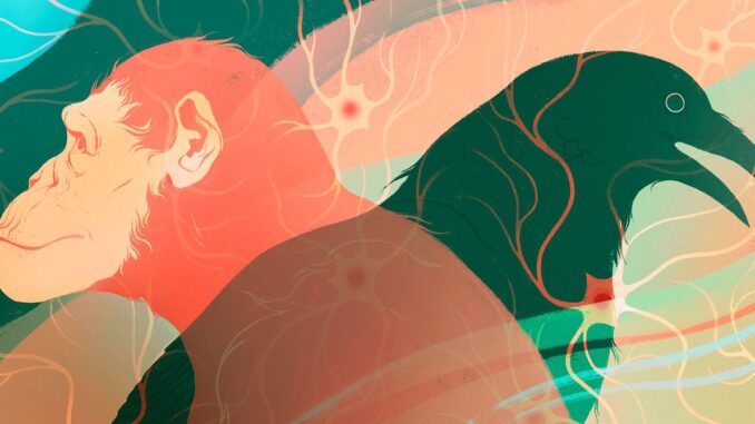 Intelligence on Earth Evolved Independently at Least Twice