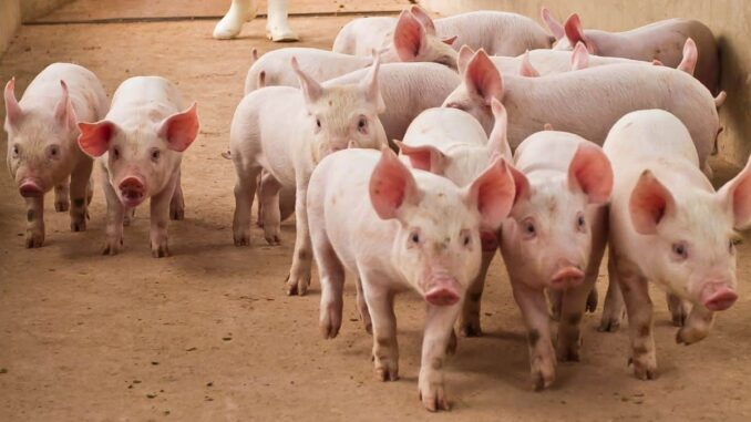 Tether Assists DOJ in $225M Stablecoin Seizure Linked to 'Pig Butchering' Scam