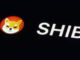 Shiba Inu