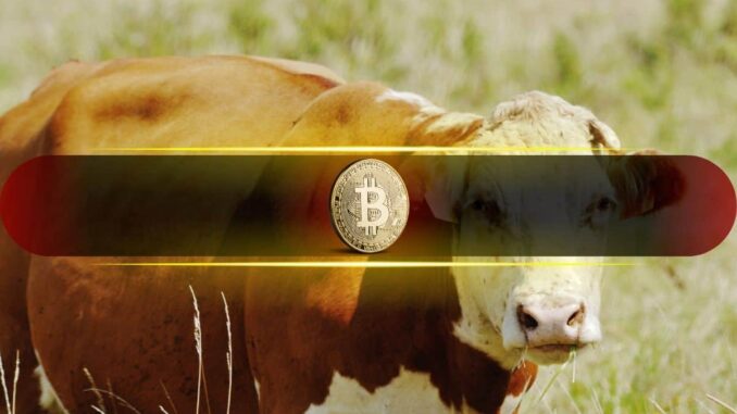 Bitcoin Stays Steady, But Momentum Flashes Bullish Signs: Bitfinex Alpha