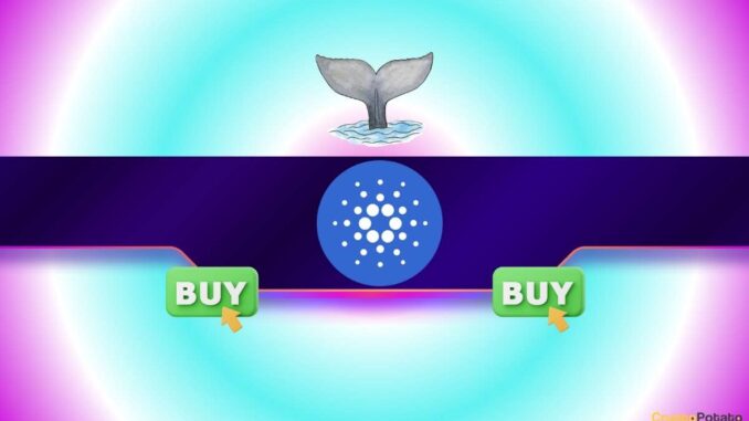 100,000,000 ADA Snapped Up by Whales in 24H: What’s Next for Cardano’s Price?