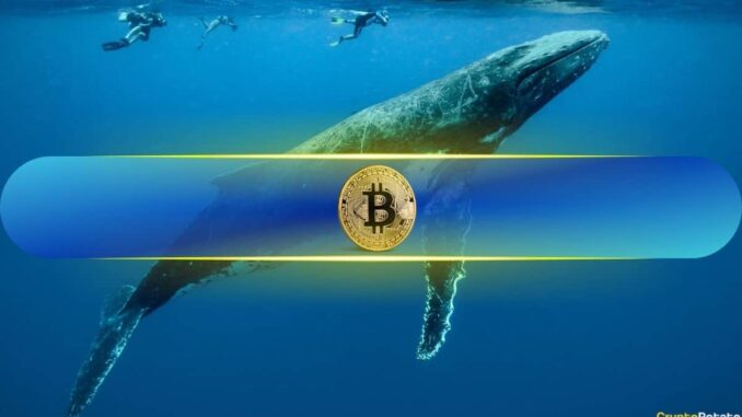 Bitcoin Whales Seize 68% of Supply After Adding 218,570 BTC