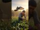 ramu or ous ke kabutar ki story #story #ai #news #gaav #farming
