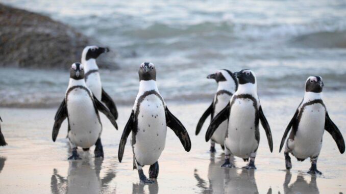 Pudgy Penguins Secures Las Vegas Sphere Spot After Dogwifhat Campaign Fails