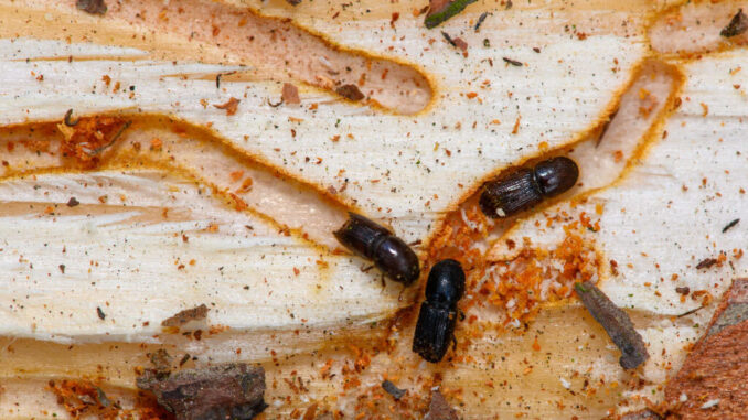 A small group of beetles residing in channels they've eaten through a piece of wood.
